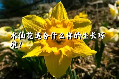 水仙花适合什么样的生长环境？