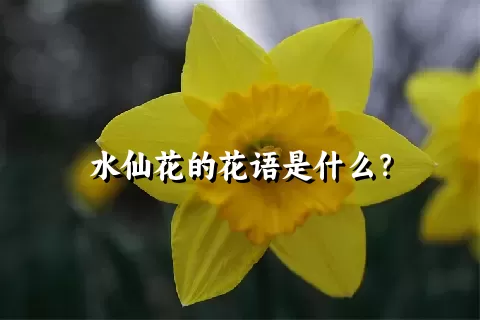 水仙花的花语是什么？