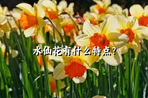 水仙花有什么特点？