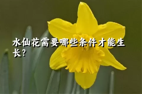 水仙花需要哪些条件才能生长？