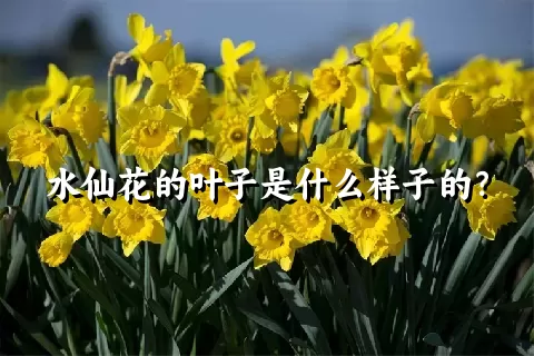 水仙花的叶子是什么样子的？