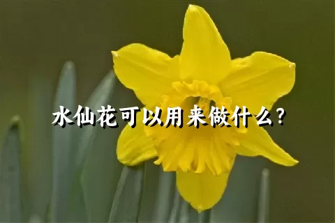 水仙花可以用来做什么？