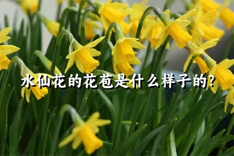 水仙花的花苞是什么样子的？