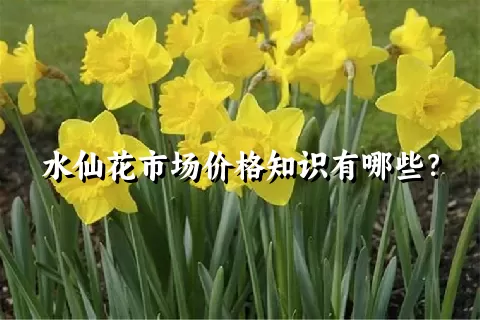 水仙花市场价格知识有哪些？