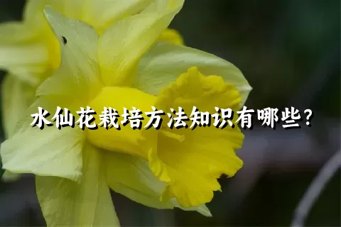 水仙花栽培方法知识有哪些？