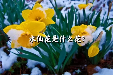 水仙花是什么花？