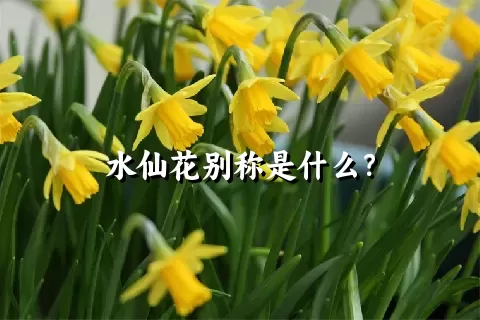 水仙花别称是什么？