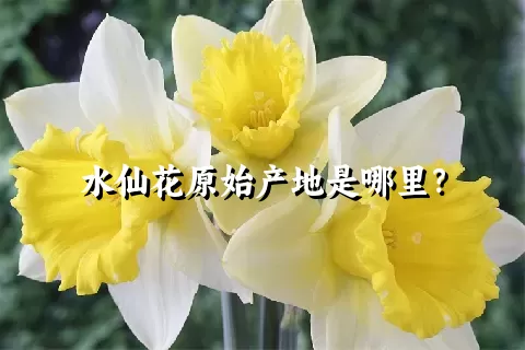 水仙花原始产地是哪里？