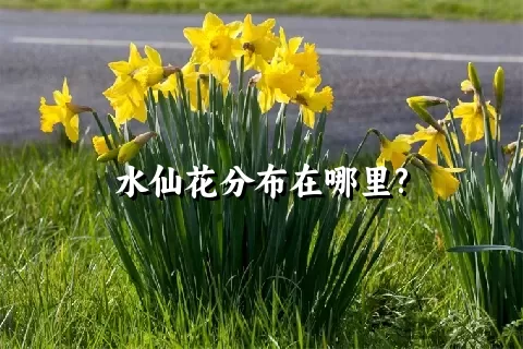 水仙花分布在哪里?