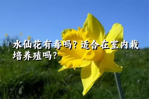 水仙花有毒吗？适合在室内栽培养殖吗？