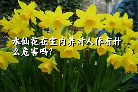 水仙花在室内养对人体有什么危害吗？