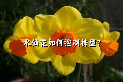 水仙花如何控制株型？