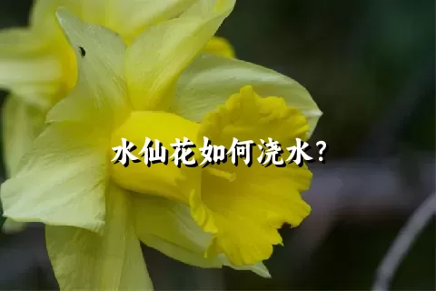 水仙花如何浇水？