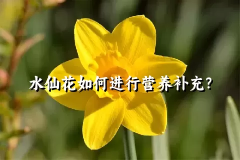 水仙花如何进行营养补充？