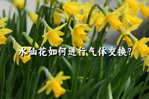 水仙花如何进行气体交换？