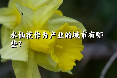 水仙花作为产业的城市有哪些？