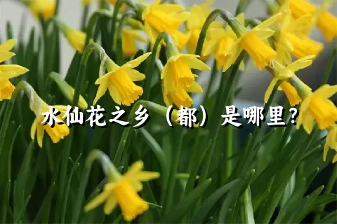 水仙花之乡（都）是哪里？