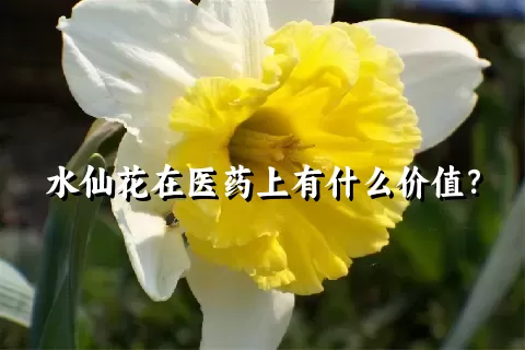 水仙花在医药上有什么价值？