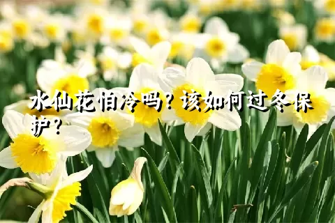 水仙花怕冷吗？该如何过冬保护？