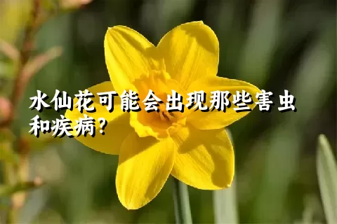 水仙花可能会出现那些害虫和疾病？