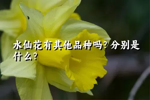 水仙花有其他品种吗？分别是什么？