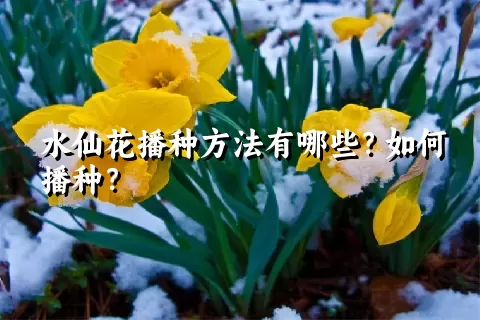 水仙花播种方法有哪些？如何播种？