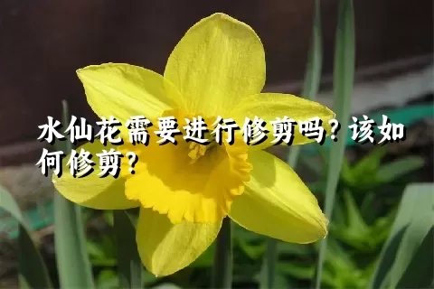 水仙花需要进行修剪吗？该如何修剪？