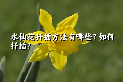 水仙花扦插方法有哪些？如何扦插？