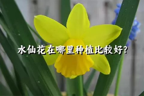 水仙花在哪里种植比较好？