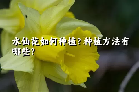 水仙花如何种植？种植方法有哪些？