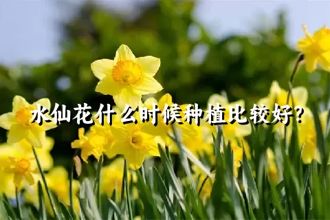 水仙花什么时候种植比较好？