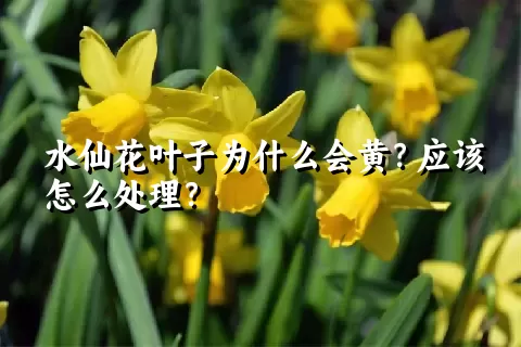 水仙花叶子为什么会黄？应该怎么处理？