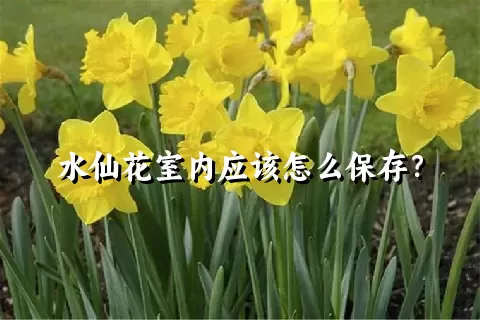 水仙花室内应该怎么保存？