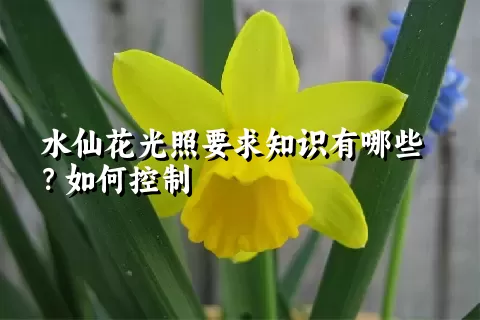 水仙花光照要求知识有哪些？如何控制