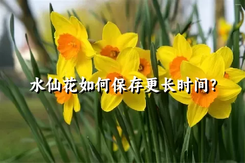 水仙花如何保存更长时间？