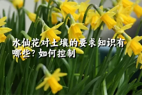 水仙花对土壤的要求知识有哪些？如何控制