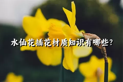 水仙花插花材质知识有哪些？