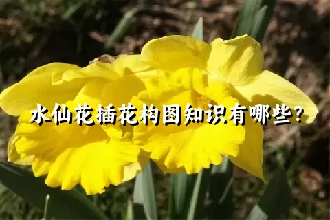 水仙花插花构图知识有哪些？