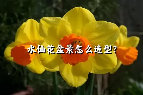 水仙花盆景怎么造型？