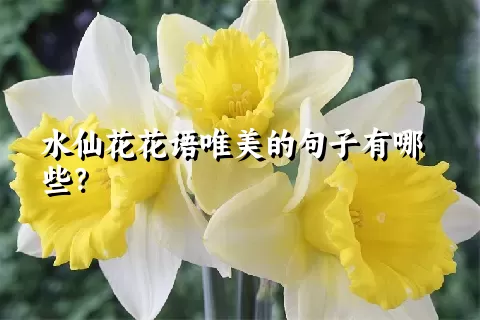 水仙花花语唯美的句子有哪些？