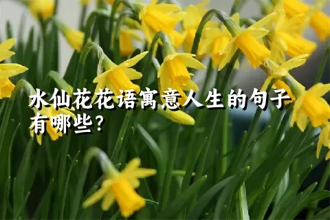 水仙花花语寓意人生的句子有哪些？