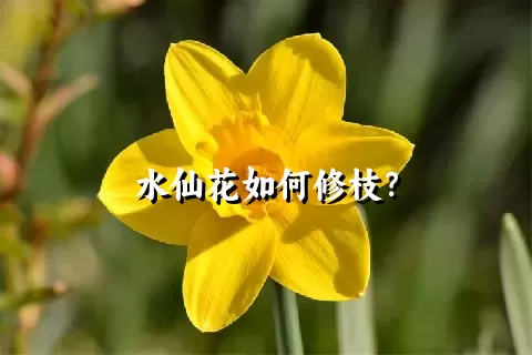 水仙花如何修枝？