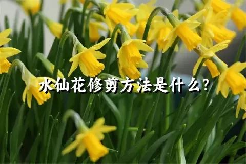 水仙花修剪方法是什么？