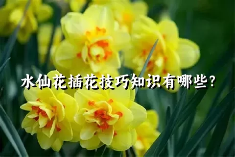 水仙花插花技巧知识有哪些？