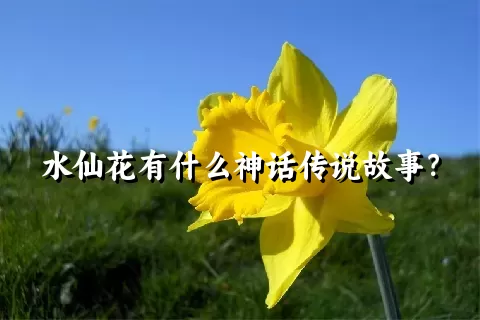 水仙花有什么神话传说故事？