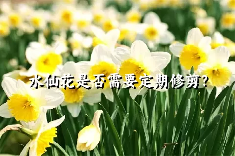 水仙花是否需要定期修剪？