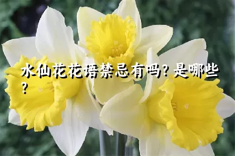 水仙花花语禁忌有吗？是哪些？