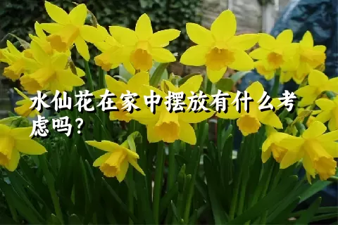 水仙花在家中摆放有什么考虑吗？