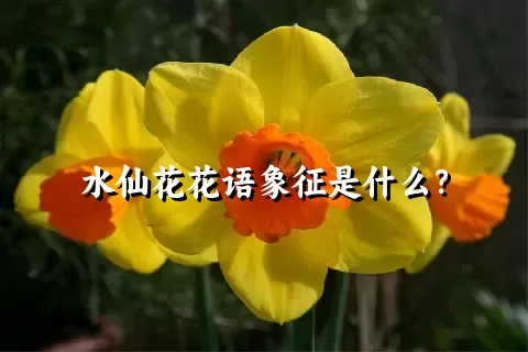 水仙花花语象征是什么？