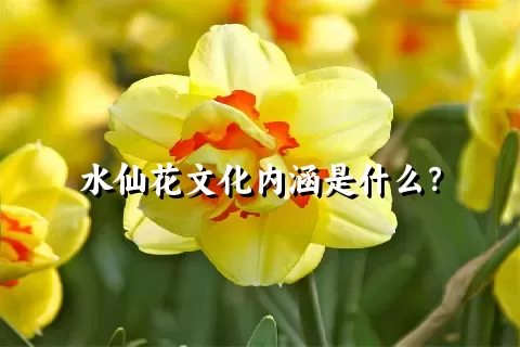 水仙花文化内涵是什么？